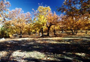 blu autunno